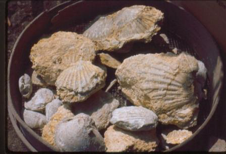 Moulton Parkway Fossils